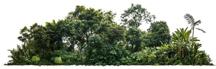 View of dense green forest tree canopy from below, showing lush foliage of tropical or rainforest trees against bright sky background in nature setting