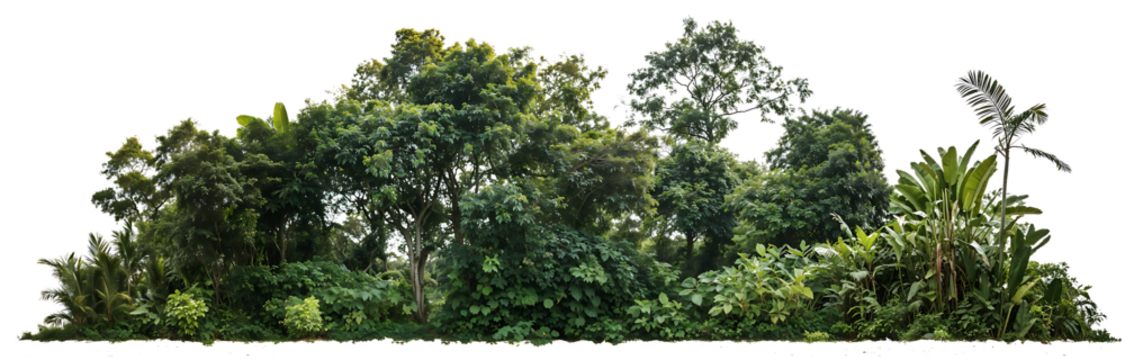 View of dense green forest tree canopy from below, showing lush foliage of tropical or rainforest trees against bright sky background in nature setting