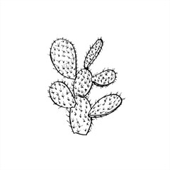 Monochrome Mexican prickly pear cactus realistic graphic sketch in black and white. Desert Opuntia cactuses tree without flowers etching drawing. Succulent plant for book design, vacation brochure