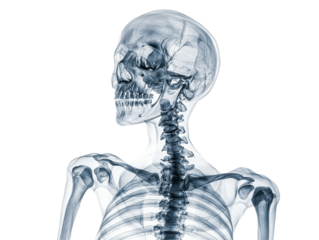 Isolated transparent skeleton