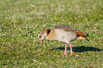 Egyptian Goose on grass at lake Max-Eyth-See shore, Stuttgart, Germany