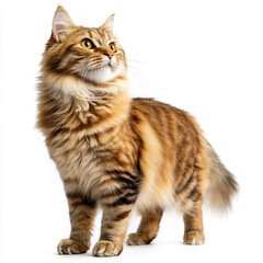 Obraz premium Beautiful Siberian cat with thick fluffy fur and bushy tail standing against a white background, gazing curiously with bright expressive eyes, ideal for pet lovers and feline themed designs.