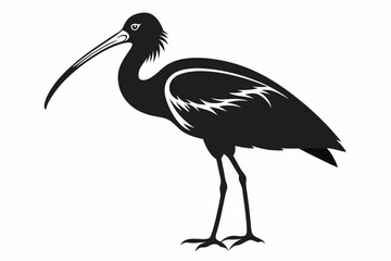 ibis line art silhouette vector illustration