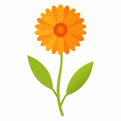 fresh calendula flower vector icon on white background