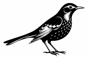 thrush bird line art silhouette vector illustration