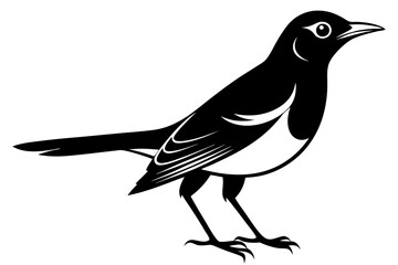 thrush bird line art silhouette vector illustration