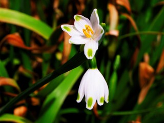 Fototapeta premium Spring Wildflowers_1012347