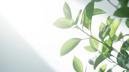 Fototapeta premium Fresh green leaves with soft sunlight.