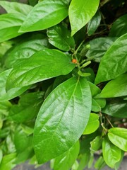 Piper Longum (Piper Retrofractum) plant. Also called Long Pepper. It is a species of climbing shrub of the Piperaceae family. Fruit and leaves are often cultivated for spices and traditional medicine.