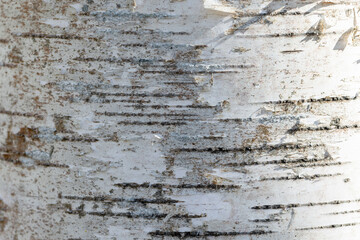 Detailed close-up of birch tree bark with natural textures and patterns