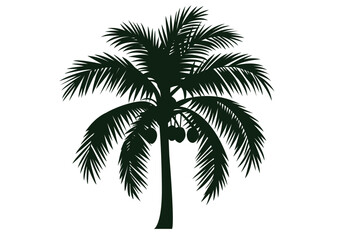 Obraz premium Coconut Palm Tree with Hanging Coconuts