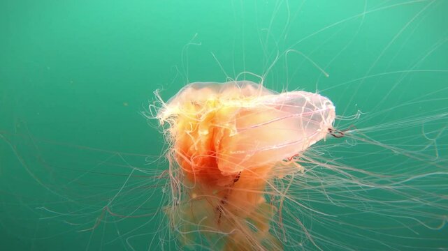 Giant jellyfish, an amazing animal in the green waters of the Norwegian fjords