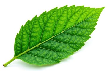 Obraz premium Single leaf isolated on white background with intricate details and veins, texture, botanical