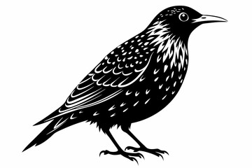 starling  bird line art silhouette vector illustration