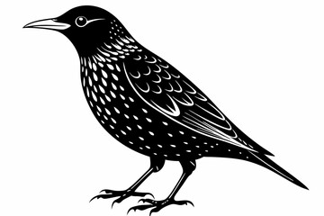 starling  bird line art silhouette vector illustration