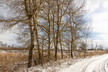 Snowy field with a few trees in the background