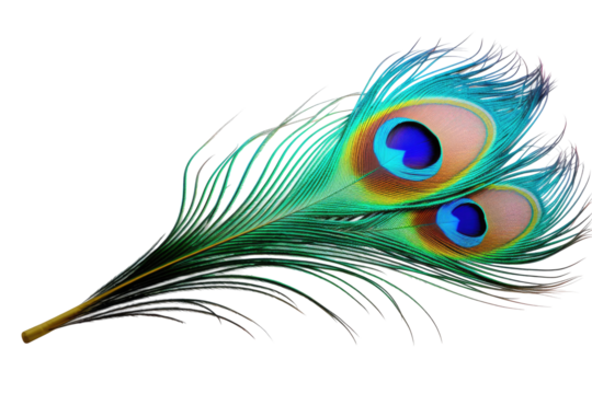 peacock feather on transparent background