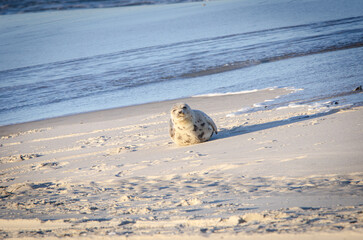 Sleepy Atlantic Grey seal resting on the beach
