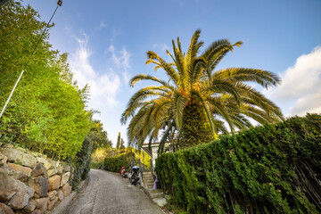 Obraz premium A road with a palm tree in the background