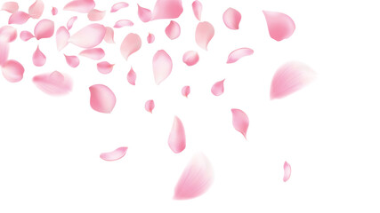 Cherry background, sakura,Rose petals  vector background