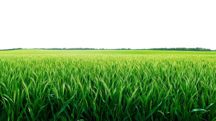 Fototapeta premium Green wheat field growing on transparent background in spring
