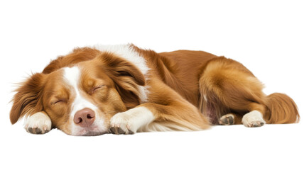 Cute kooikerhondje dog sleeping peacefully on transparent background
