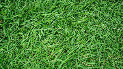 A stretch of green grass with a natural texture, creating a calm and natural atmosphere. Suitable as a background or a nature-themed design element