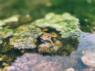 Frog floats gracefully in a clear pond surrounded by algae. Perfect for illustrating aquatic wildlife, natural ecosystems, and amphibian habitats