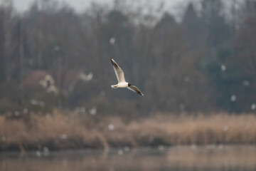 Black-headed gull flying outdoors in front of trees in the background.
