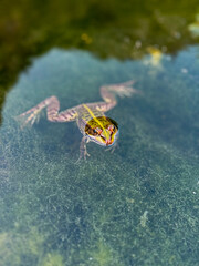Frog floats gracefully in a clear pond surrounded by algae. Perfect for illustrating aquatic wildlife, natural ecosystems, and amphibian habitats