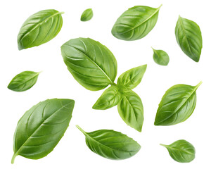 Naklejka premium A Collection of Fresh Basil Leaves Floating on a Transparent Background – Aromatic and Vibrant