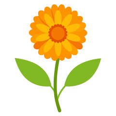 calendula flowers vector icon with white background