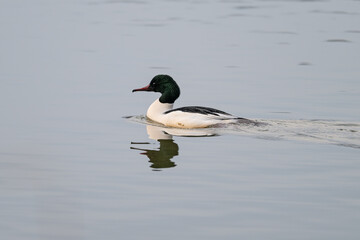 A large guinea fowl swims on the surface.

