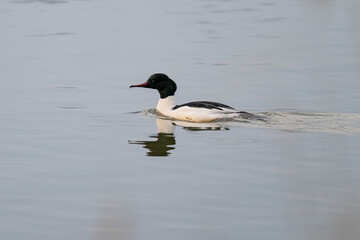 A large guinea fowl swims on the surface.
