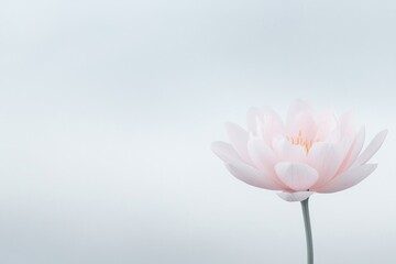 Obraz premium single pastel-hued spring flower in close-up against vast soft-focus white background showcasing its delicate petals