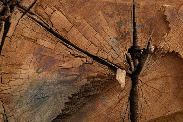 Detail of the growth rings of an old cracked trunk.
