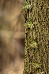 Obraz premium Green ivy leaves on tree bark. 