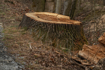 Fototapeta premium A cut tree trunk at the bottom. 