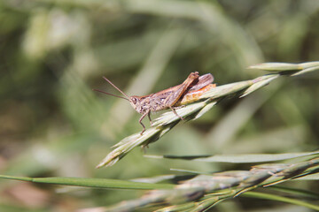 A grasshopper rests on a slender green blade of grass in a lush field, basking in warm sunlight. The vibrant colors of nature surround this small creature, showcasing its delicate features