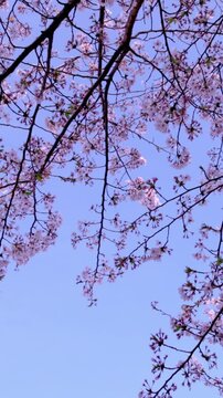 花吹雪の舞う鎌倉の桜並木（縦型ビデオ）