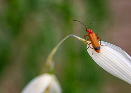 Orange Beetle on white sheet.