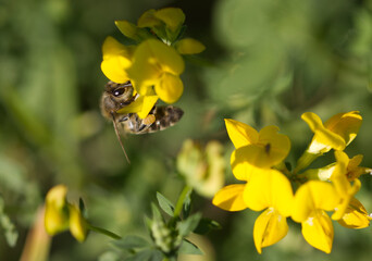 Bee on a yellow flower,  honey bee on a yellow flower, close-up wild bee, yellow flowers, insect looking for nectar