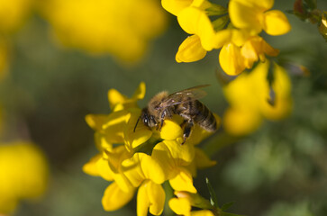 Bee on a yellow flower, honey bee on a yellow flower, close-up wild bee, yellow flowers, insect...