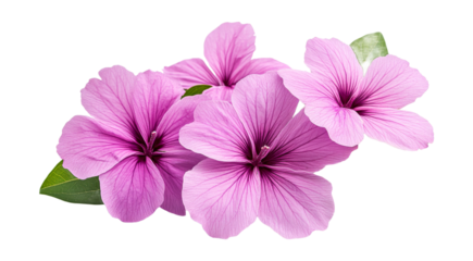 Pink mallow flowers with green leaves on black background, cut out transparent