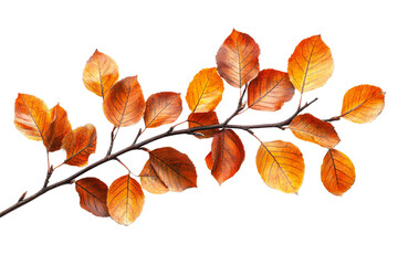 Fototapeta premium Autumn leaves and branches create natural, isolated composition, cut out transparent