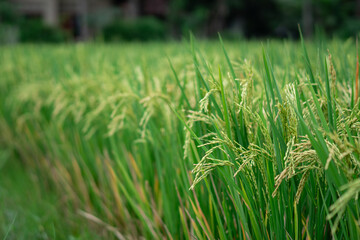 Lush green rice fields with thriving rice plants in the countryside, reflecting food security and agricultural sustainability