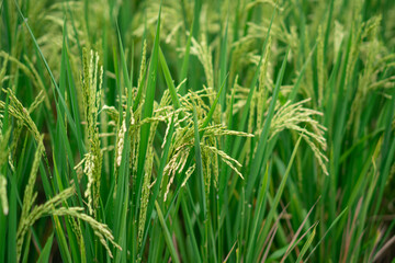 Lush green rice fields with thriving rice plants in the countryside, reflecting food security and agricultural sustainability