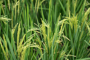 Lush green rice fields with thriving rice plants in the countryside, reflecting food security and agricultural sustainability