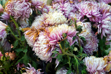 Chrysanthemums in full bloom, with layered petals in shades of pink, white, and yellow. Floral close-up, botanical beauty, and garden photography. Natural textures and soft colors, capturing autumn