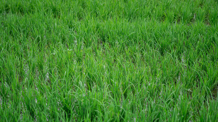 Lush green rice fields with thriving rice plants in the countryside, reflecting food security and agricultural sustainability